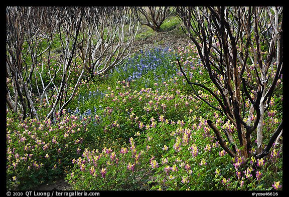 Burned manzanita and spring wildflowers. Yosemite National Park, California, USA.