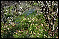 Burned manzanita and spring wildflowers. Yosemite National Park, California, USA. (color)