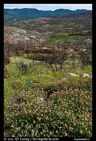 Wildflowers near Foresta. Yosemite National Park (color)