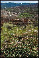 Wildflowers near Foresta. Yosemite National Park, California, USA.