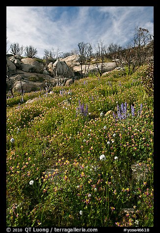 Picture/Photo: Wildflowers in burned area. Yosemite National Park