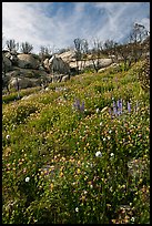 Wildflowers in burned area. Yosemite National Park, California, USA. (color)