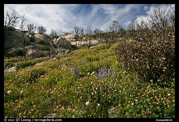 Wildflower carpets burned forest. Yosemite National Park, California, USA.