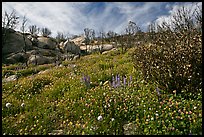 Wildflower carpets burned forest. Yosemite National Park, California, USA.