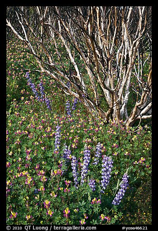 Lupine and. Yosemite National Park, California, USA.