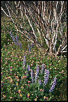 Lupine and. Yosemite National Park ( color)