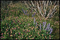 Lupine and manzanita. Yosemite National Park, California, USA. (color)