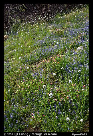 Wildflower-covered slope. Yosemite National Park (color)