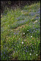Wildflower-covered slope. Yosemite National Park, California, USA. (color)