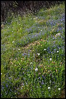 Wildflower-covered slope. Yosemite National Park, California, USA.