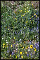 Sunflowers and lupine. Yosemite National Park, California, USA. (color)