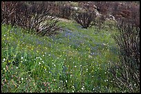 Burned slope covered by thick wildflower carpet. Yosemite National Park, California, USA.