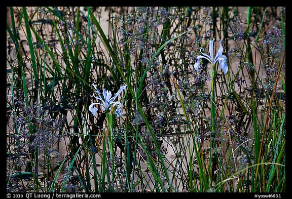 Wild Irises and cliff reflections. Yosemite National Park, California, USA.