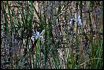 Wild Irises and cliff reflections. Yosemite National Park, California, USA.