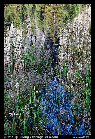 Irises and Cathedral Rocks reflections. Yosemite National Park (color)