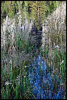 Irises and Cathedral Rocks reflections. Yosemite National Park ( color)