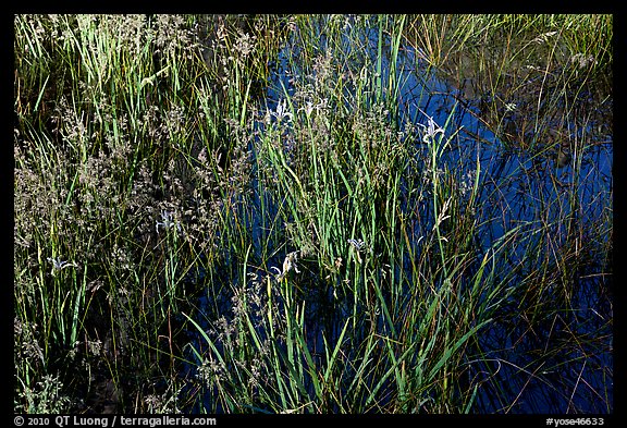 Irises and reflections, El Capitan Meadow. Yosemite National Park, California, USA.