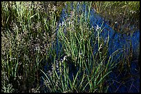 Irises and reflections, El Capitan Meadow. Yosemite National Park, California, USA. (color)