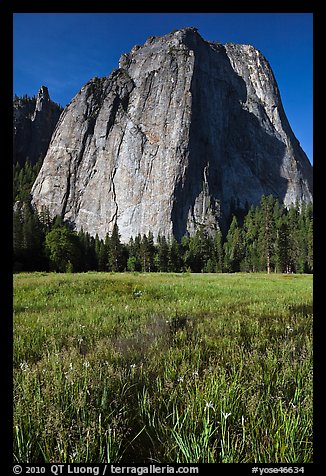 Irises and Cathedral Rocks. Yosemite National Park, California, USA.