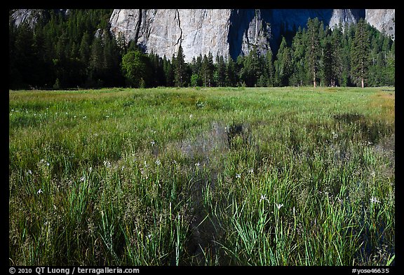 Irises, flooded El Capitan Meadow, and Cathedral Rocks. Yosemite National Park (color)