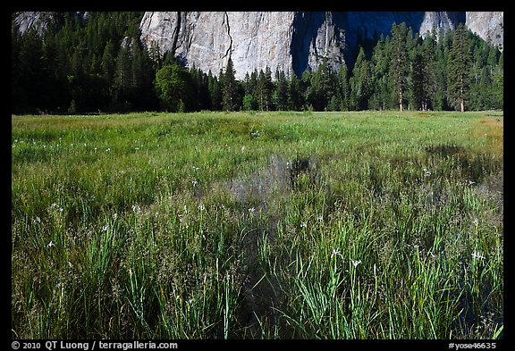 Irises, flooded El Capitan Meadow, and Cathedral Rocks. Yosemite National Park, California, USA.