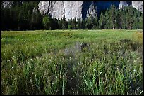 Irises, flooded El Capitan Meadow, and Cathedral Rocks. Yosemite National Park, California, USA.