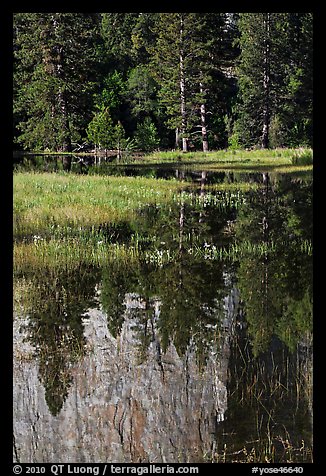 Cathedral Rocks reflected in seasonal pond. Yosemite National Park (color)