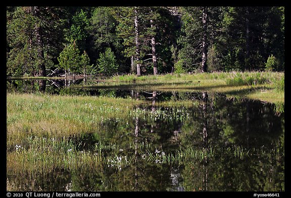 Irises and seasonal pond, El Capitan Meadow. Yosemite National Park, California, USA.