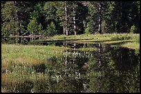 Irises and seasonal pond, El Capitan Meadow. Yosemite National Park, California, USA.