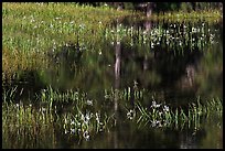 Irises, seasonal pond, and reflections. Yosemite National Park, California, USA.