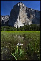 Irises, flooded meadow, and El Capitan. Yosemite National Park, California, USA.