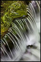 Fern Spring forest reflections and cascade. Yosemite National Park, California, USA.