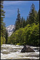High waters and rapids in Merced River. Yosemite National Park, California, USA. (color)