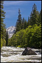 High waters and rapids in Merced River. Yosemite National Park, California, USA.