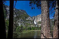 Yosemite Falls and flooded meadow framed by pines. Yosemite National Park, California, USA.