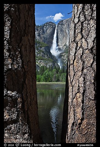 Ponderosa Pine Trees framing Yosemite Falls. Yosemite National Park (color)