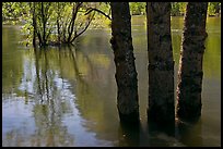 Flooded trees and Merced River. Yosemite National Park, California, USA.