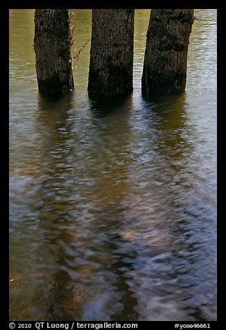 Three flooded tree trunks. Yosemite National Park, California, USA.