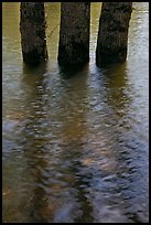 Three flooded tree trunks. Yosemite National Park, California, USA.