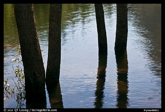 Four flooded tree trunks. Yosemite National Park (color)