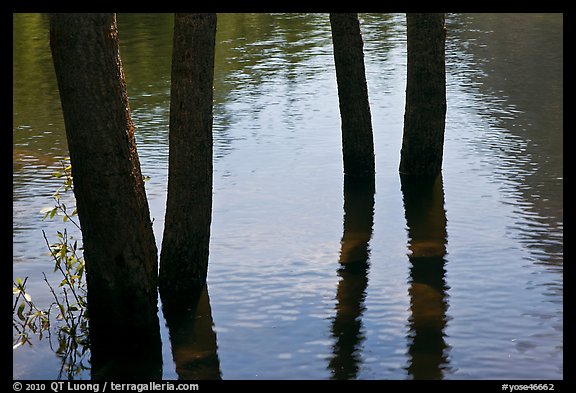 Four flooded tree trunks. Yosemite National Park, California, USA.