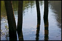 Four flooded tree trunks. Yosemite National Park, California, USA.