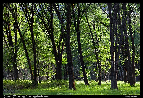 Black Oak trees in spring, El Capitan Meadow. Yosemite National Park (color)