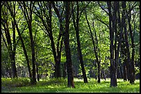 Black Oak trees in spring, El Capitan Meadow. Yosemite National Park, California, USA.