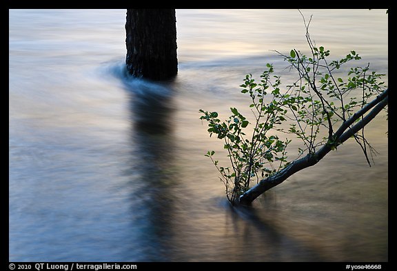Flooded tree and branch at sunset. Yosemite National Park (color)