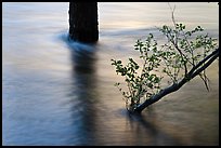 Flooded tree and branch at sunset. Yosemite National Park, California, USA. (color)