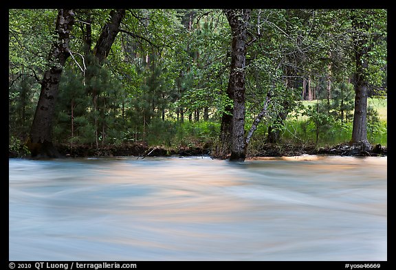 Merced River and trees on bank at sunset. Yosemite National Park, California, USA.