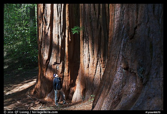 Hiker at the base of sequoias in Merced Grove. Yosemite National Park, California, USA.