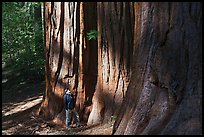 Hiker at the base of sequoias in Merced Grove. Yosemite National Park, California, USA. (color)
