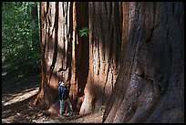 Hiker at the base of sequoias in Merced Grove. Yosemite National Park, California, USA.